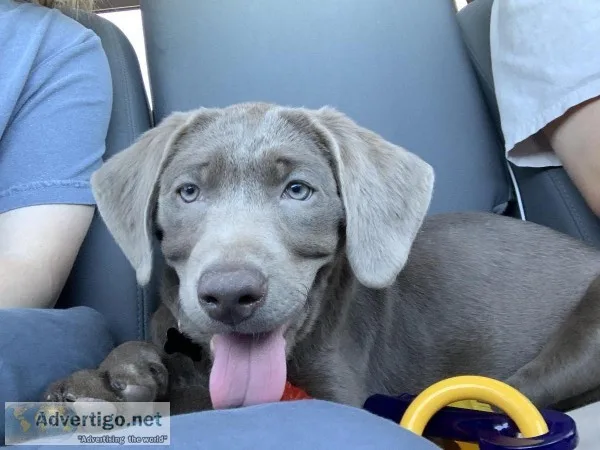 Female silver lab