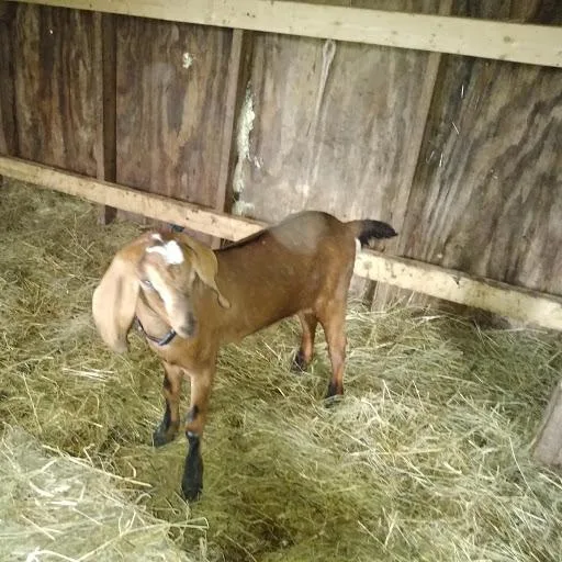 Nubian does and bucks for sale