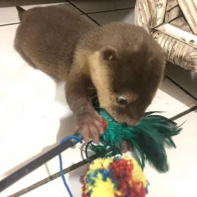 Asain otters available now