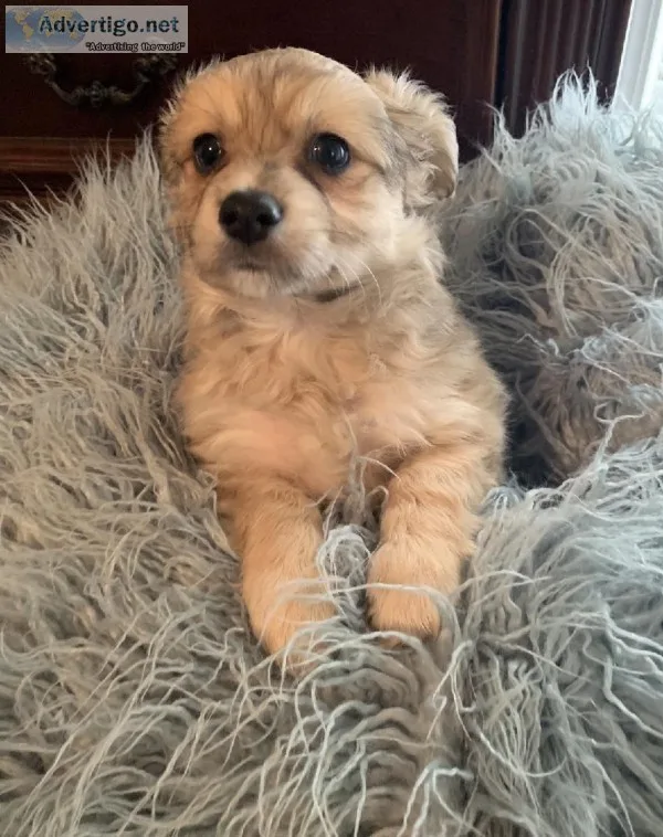Puppies