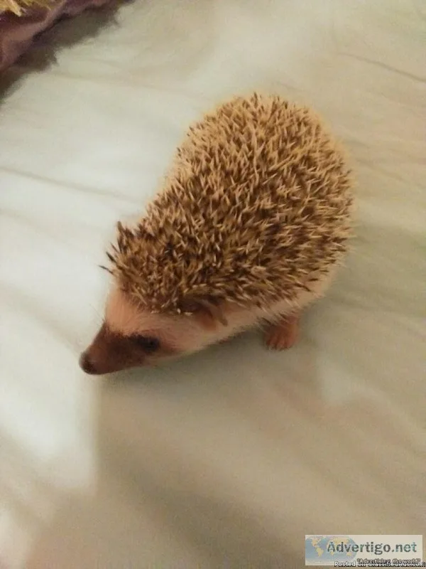 Hedgehogs for sale