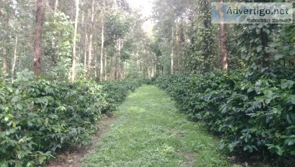 6 Acres of well maintained Coffee Estate for sale in sakleshpur