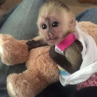 Two tamed baby capuchin monkeys availabl