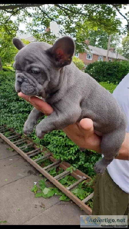 Top Quality aKc Reg Frenchy Babies Ready