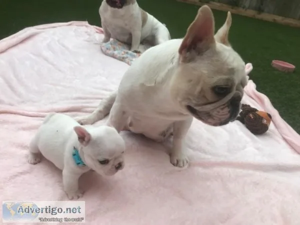 aKc Reg Health Tested French Bulldog Puppies