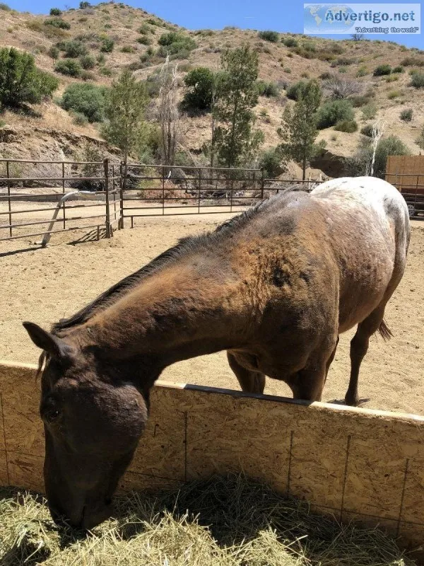 Appaloosa gelding