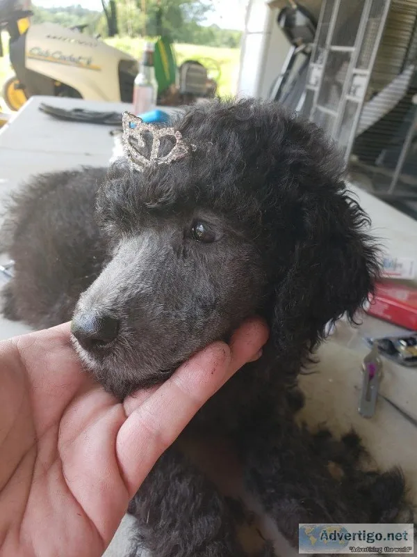 Standard Poodle Puppies