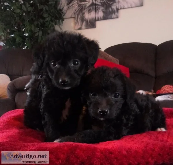 Toy poodle puppies HYPOALLERGENIC