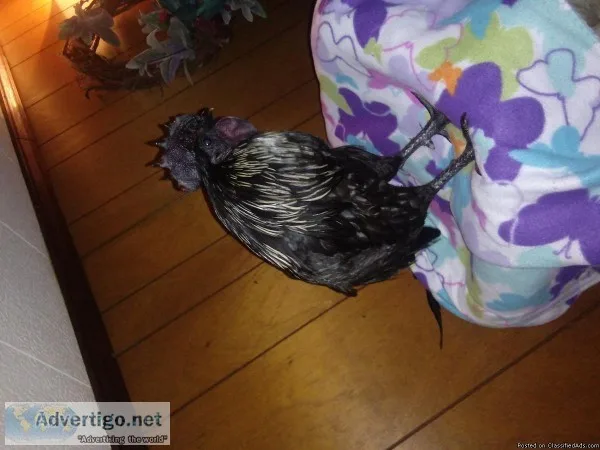 Ayam Cemani Mix Rooster