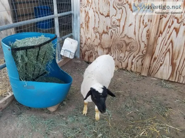 Dorper lambs