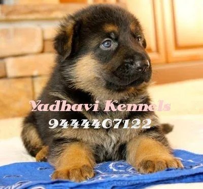 German shepherd