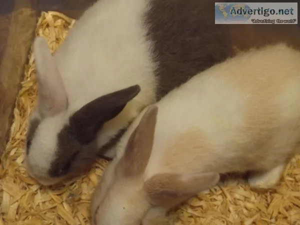 Bunnies