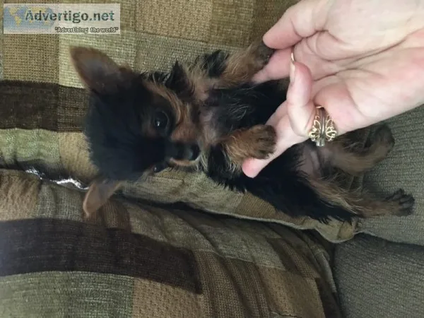 Male yorkie puppy