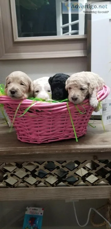 Mini Goldendoodles