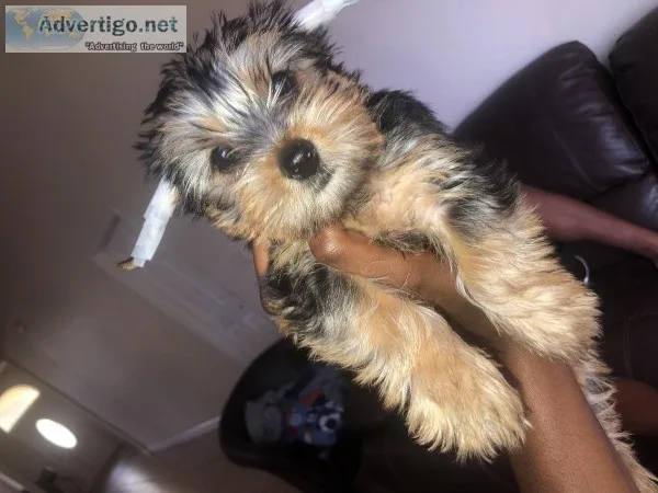 Teacup Female Yorkie w AKC Paperwork