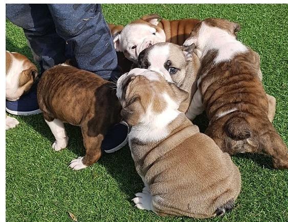 Pure breed Bulldogs Phone 435 849 88 84 Text