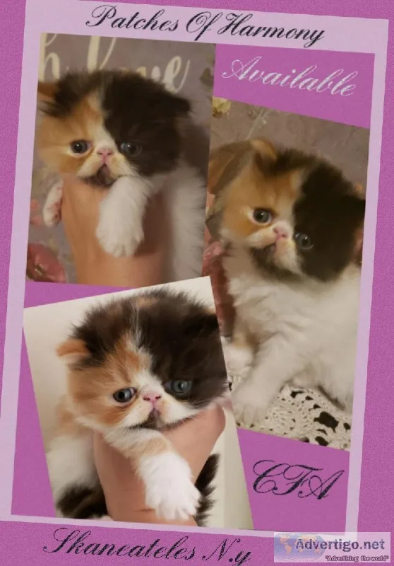 Pure Calico Persian