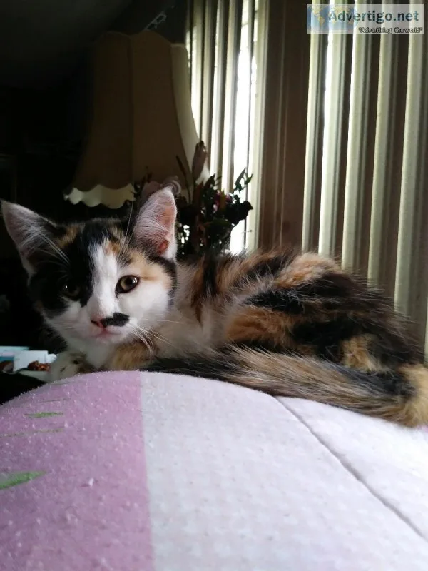 34 Persian kittens