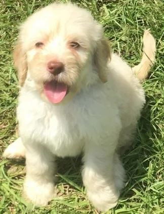 Goldendoodle Puppy For Sale
