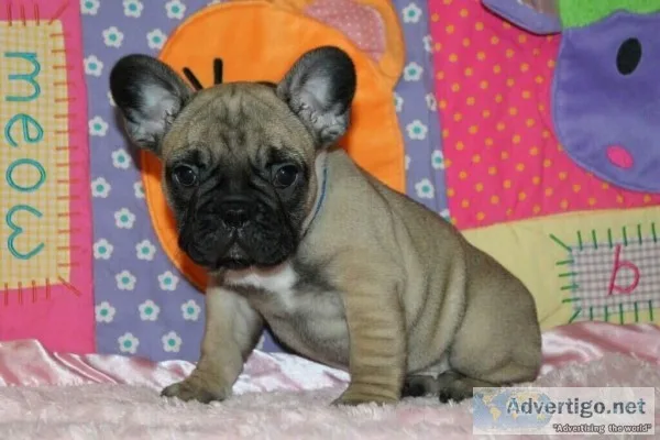French Bulldog Puppies For Sale