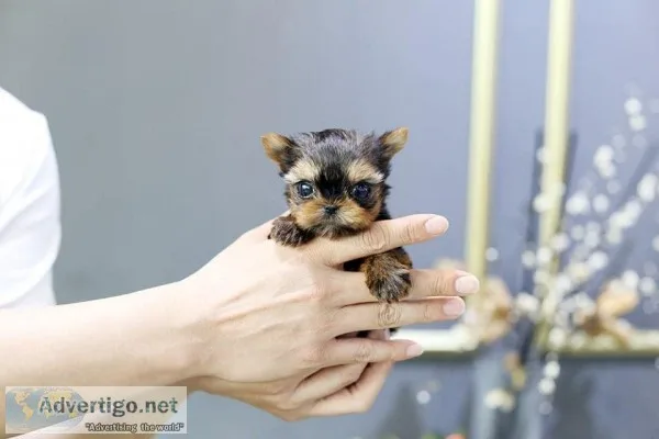 Teacup Yorkie Puppies Akc Registered