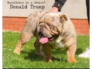 Donald trump for stud