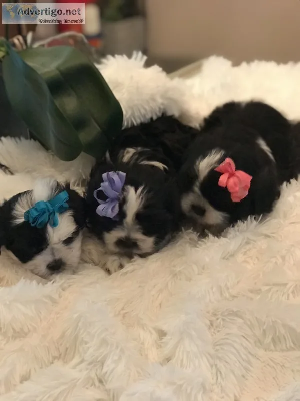 Shih tzu