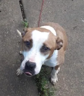 German Shepherdpitbull mix