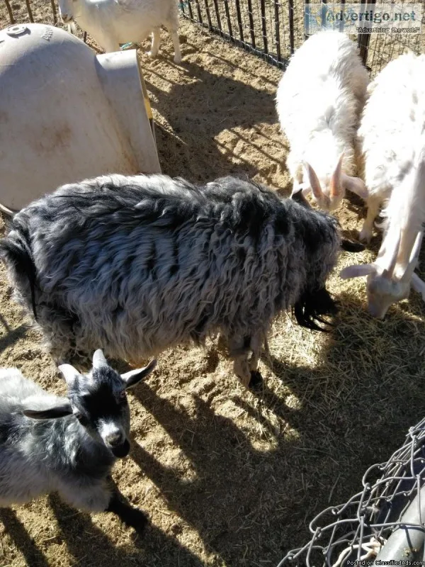 Nigerian Angora pygmy goats