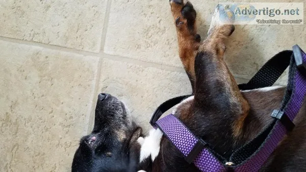 Found Dog - Found 7132019