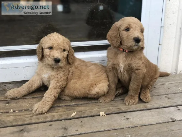 Goldendoodle Pup