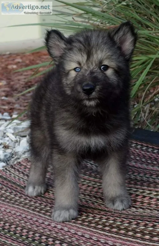 Wolf hybrid pups