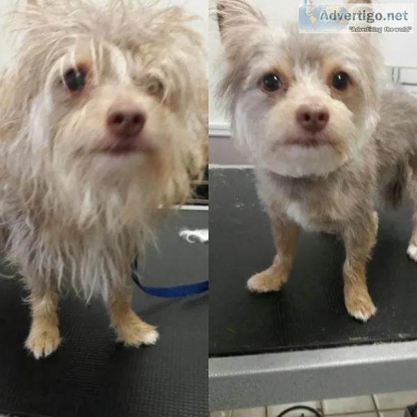 Pet grooming