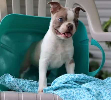 Boston Terrier Available