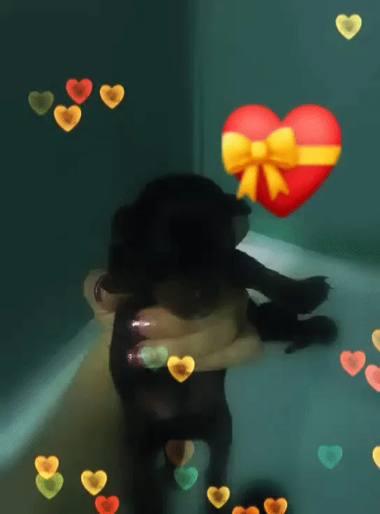 Rottweiler puppies