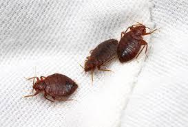 Pest control services in Bangalore