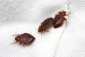 Pest control services in Bangalore