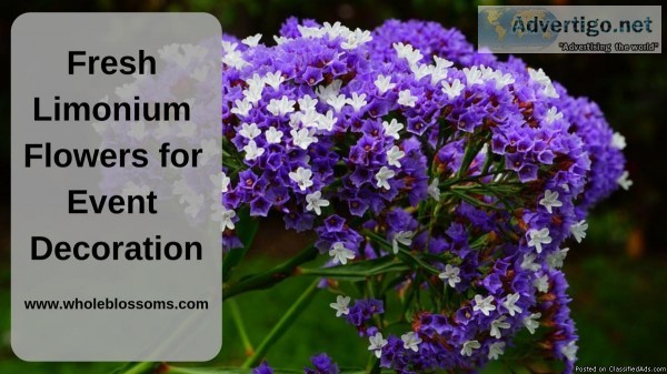 Purchase Fresh Limonium Flowers at Least Price