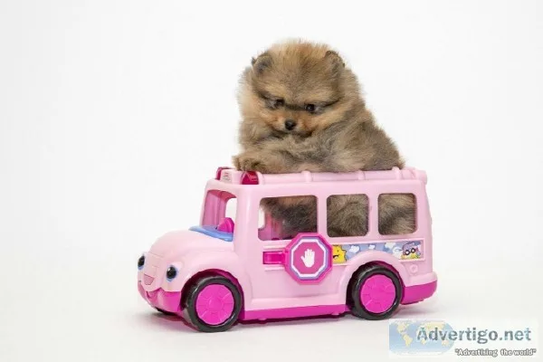 Love Pom Puppies 12 Weeks Old