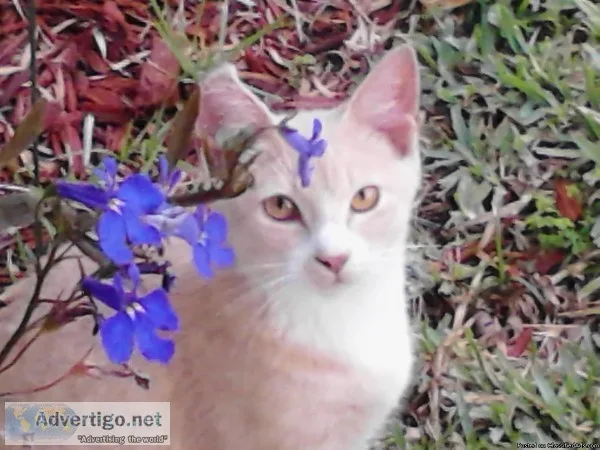 Lost cat