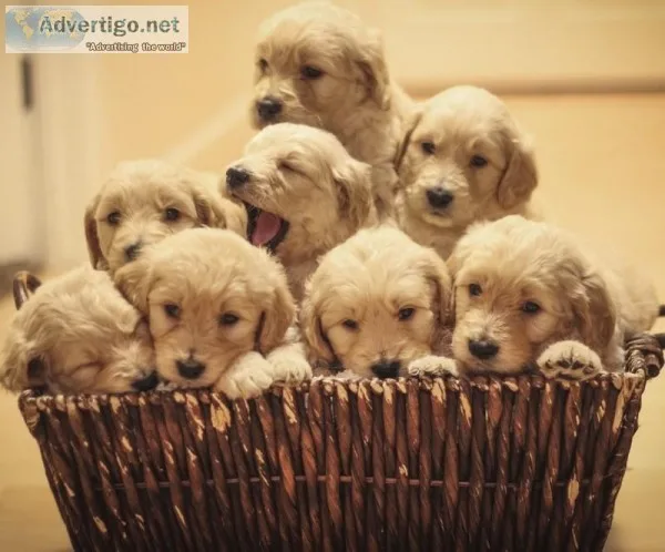 Goldendoodle Puppies