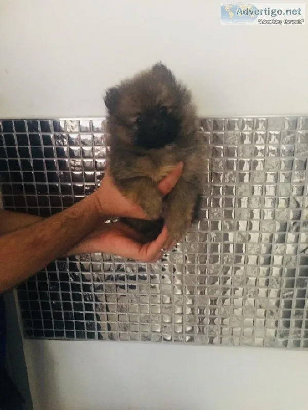 Beautiful Kc Reg Pom Pups