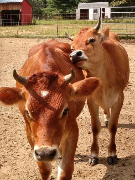 Two steer jerseys