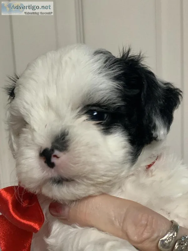 SHIH-PUPPIES