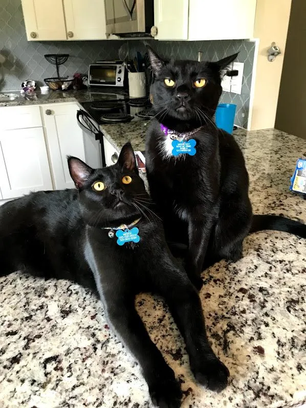 Missing black cats