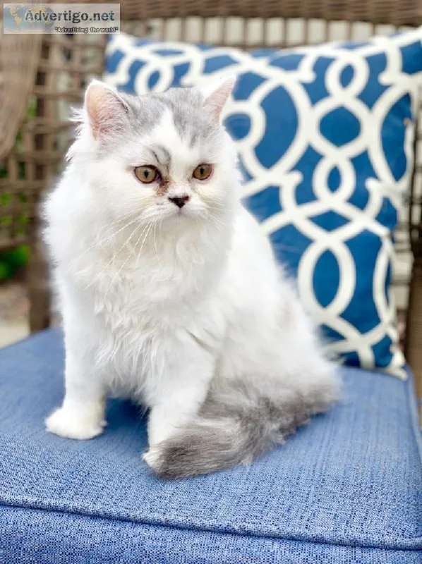 Persian Kitten