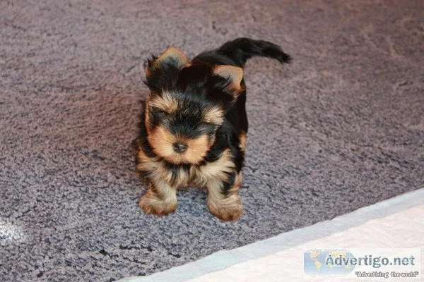 Yorkshire Terrier Puppy