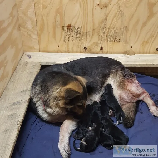 AKC German shepherd puppies