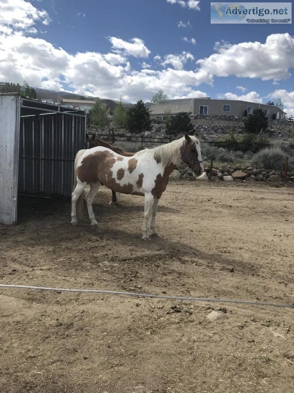 Paint Horse for Sale