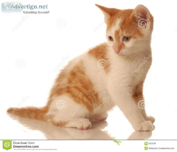 looking for a male kitten